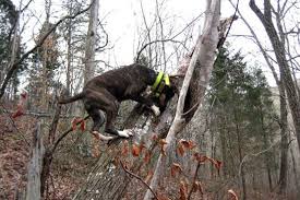 Maybe you would like to learn more about one of these? The Best Hunting Dog Breeds For Every Game Animal