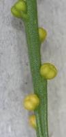 Image result for Psilotum