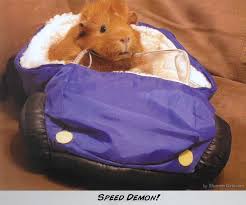 Travel Cavy Savvy Guinea Pig Community Facebook