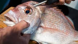 Then, place your fish in the frozen water and try to refreeze it. Killing Fish Humanely Improves Eating Quality South Coast Register Nowra Nsw