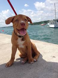 This dog has high energy levels, so she what do lab pitbull mix dogs look like? Red Nose Pitbull Lab Mix Pitbull Mix Puppies Lab Pitbull Mix Puppy Puppies And Kitties