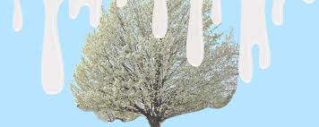 America's most popular native flowering tree thrives in the home garden by anne balogh. Here S Why The Trees On Your Street Smell Like Semen