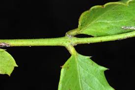 Image result for Crossopetalum