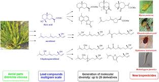 Image result for Calostephane