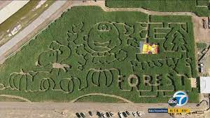 Maybe you would like to learn more about one of these? Chino Corn Maze Celebrates 50 Years Of It S The Great Pumpkin Charlie Brown Abc7 Los Angeles