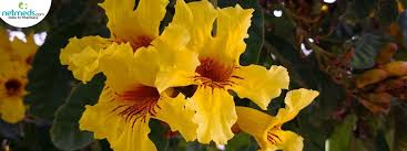 Image result for Markhamia lutea