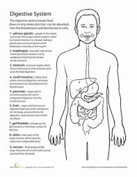 Inside Out Anatomy The Digestive System Life Science Middle School Digestive System Lessons Digestive System Worksheet