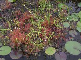 Image result for Aldrovanda