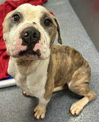 Adopt a 3-year-old male dog named Peter Pan