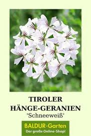 Tiroler Hange Geranien Schneeweiss 1a Qualitat Baldur Garten In 2020 Geranien Sommerblumen Balkon Pflanzen