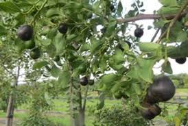 Image result for Cryptocarya transvaalensis