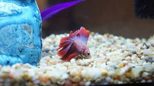 Betta fish has been considered as one of the most beautiful, vibrant, and colorful fish in the whole world! Why Your Betta Fish Is Laying At The Bottom Of The Tank