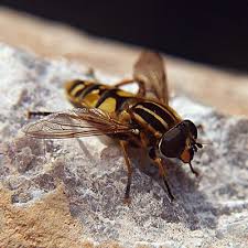 Black And White Wasp Like Insect Uk 9 Striped Hoverfly Helophilus Pendulus Often Mistaken For Bees Or Wasps There Are 250 Species Of Hoverfly In The Uk The St Hoverfly Species Human Species
