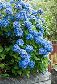 Nikko Blue Hydrangea Shrub Nikko Blue Hydrangea Blue Hydrangea Hydrangea