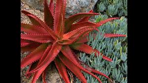 Image result for Aloe cameronii × christianii
