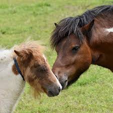 Find the latest falabella sa (falabella.sn) stock quote, history, news and other vital information to help you with falabella s.a. Rasseportrait Vorstellung Das Shetlandpony Paligo