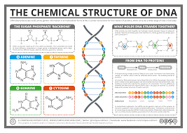 One of the key players is the enzyme dna polymerase, which adds nucleotides one by one to the growing dna chain that are complementary to the template strand. Unit 5 Dna Protein Synthesis Mrosla Science