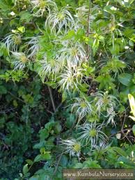 Image result for Clematis brachiata