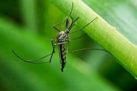 It controls mosquitoes, listed ants, fleas and other listed insects on lawns, landscapes and outdoor surfaces. How To Keep Mosquitoes Away Geting Rid Of Mosquitoes