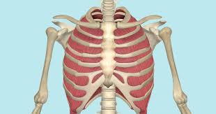 In humans, the rib cage, also known as the thoracic cage. Internal And External Intercostal Muscles Their Attachments And Actions