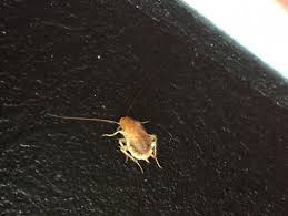 Une blatte, appelée plus généralement cafard, ou de manière plus rare cancrelat, est ce fameux insecte dont l'idée de le croiser à la maison vous terrifie. Ectobius Vinzi Blatte Exterieure Le Monde Des Insectes