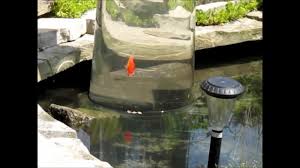 Ponds backyard garden pool backyard landscaping above ground pond turtle habitat turtle pond pond fountains pond waterfall pond water features. Above Water Tube Aquarium Or Fish Lookout For Pond Koi And Goldfish Youtube