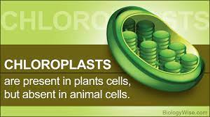 Maybe you would like to learn more about one of these? Plant And Animal Cell Differences Biology Wise