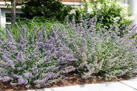 We did not find results for: Catmint Plant Varieties