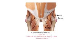 You can put the root words together to get a muscle that goes from the pubic bone. Groin Pain Structures And Conditions That Can Contribute To Groin Pain