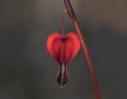 Check spelling or type a new query. Flowers On Behance