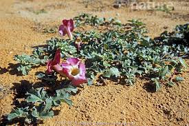 Image result for Harpagophytum procumbens