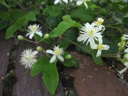 Maybe you would like to learn more about one of these? Baumschule Eggert Blutenstraucher Baumschulen Heckenpflanzen Waldrebe Clematis Vitalba Direkt Vom Pflanzenversand Der Markenbaumschule Bestellen