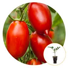 Check spelling or type a new query. Ferry Morse Plantlings Live Baby Plants 1 3in Amish Paste Tomato 3 Pack On Walmart Accuweather Shop