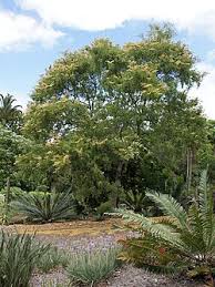 Image result for Julbernardia paniculata
