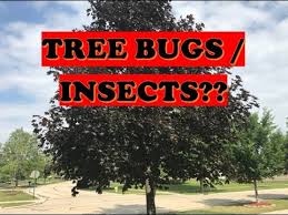 Tto is not soluble in water, but is soluble in alcohol, but sadly that would be unsuitable for use around the eye. Best Fertilizer For Trees Bayer Fertilizer Tree Shrub Protect Curb Appeal Youtube