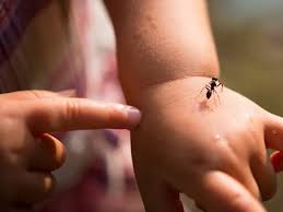 Image result for Fire Ant Sting