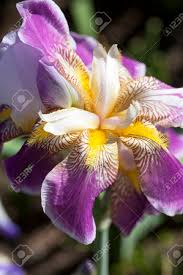 We have now placed twitpic in an archived state. Iris Purple Yellow Flowers Blooming In A Garden Close Up It Takes Its Name From The