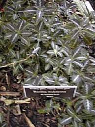 Image result for Ruellia makoyana