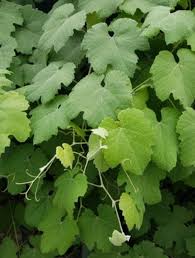 Image result for Vitis