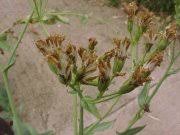 Image result for Senecio latifolius