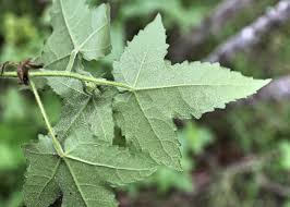 Image result for Hibiscus vitifolius