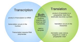 Pin By Aubrey Howard On Teaching In 2020 Transcription And Translation Dna Transcription And Translation Translation Biology