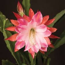 The flowers of the mammillaria cactus form along the leaf axils or in the nooks and crannies that develop between the warts. Orchid Cactus Over The Top Epiphyllum Hybrid Has Large 7 Inch Flowers That Bloom In Spring When Cool Night Temps Are Orchid Cactus Amazing Flowers Orchids