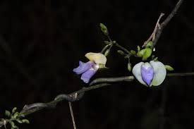 Image result for Decorsea schlechteri