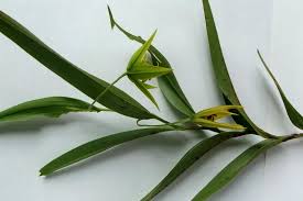 Image result for Littonia