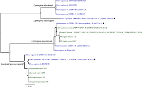 Jeans sizes are often given in inches, e.g. Bayesian Phylogenetic Tree Of Pathogenic Leptospira Species From Download Scientific Diagram