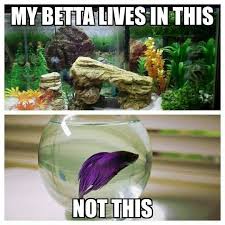 They Need A Lot Of Love And Proper Care Betta Fish Tank Betta Fish Care Betta Fish