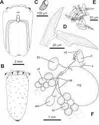 Image result for Kotschya stolonifera
