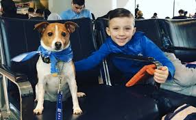 Now You Can Snuggle With Puppies Before You Board Your Next United Flight Dogs With Jobs Dog Organization Puppies