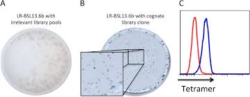 Global trends in gender diversity on corporate boards Damage To The Blood Brain Barrier During Experimental Cerebral Malaria Results From Synergistic Effects Of Cd8 T Cells With Different Specificities Infection And Immunity